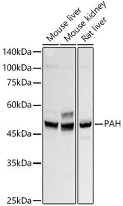 PAH Rabbit mAb