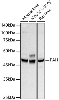 PAH Rabbit mAb