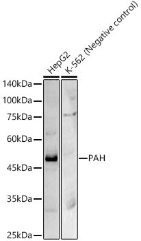 PAH Rabbit mAb