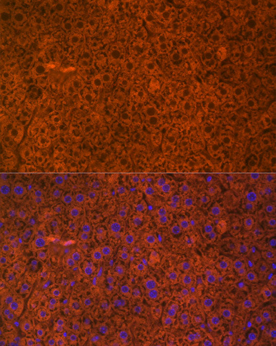PAH Rabbit mAb