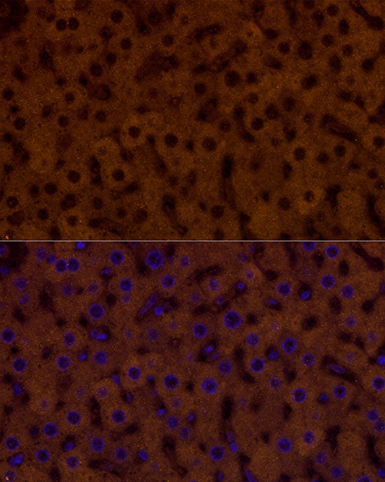 PAH Rabbit mAb