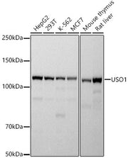 USO1 Rabbit mAb