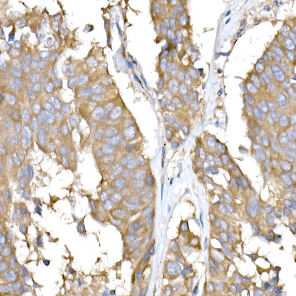 USO1 Rabbit mAb