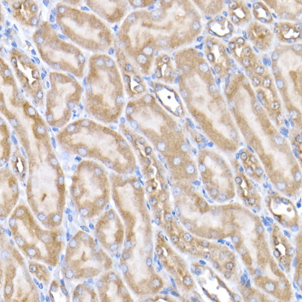 USO1 Rabbit mAb