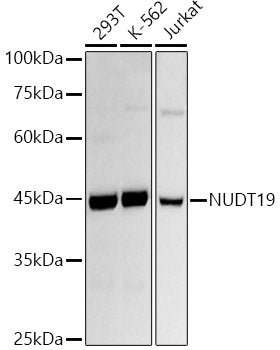 NUDT19 Rabbit mAb