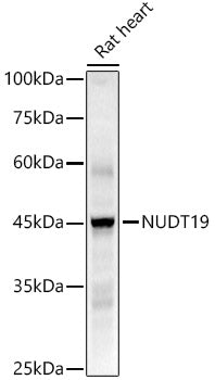 NUDT19 Rabbit mAb