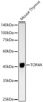 TOR4A Rabbit mAb