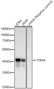 TOR4A Rabbit mAb