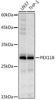 PEX11B Rabbit mAb