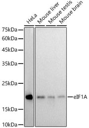 eIF1A Rabbit mAb