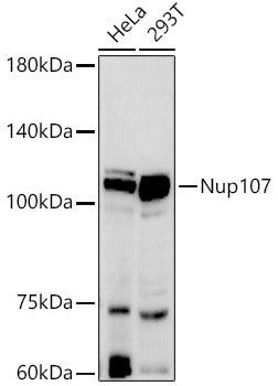 Nup107 Rabbit mAb