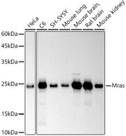 Mras Rabbit mAb