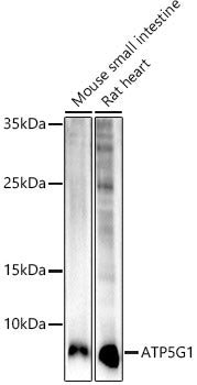 ATP5G1 Rabbit mAb