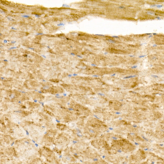 ATP5G1 Rabbit mAb