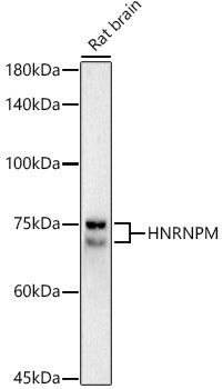 HNRNPM Rabbit mAb