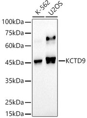 KCTD9 Rabbit mAb