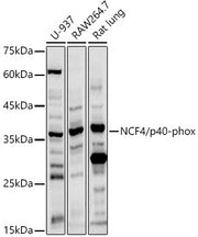 NCF4/p40-phox Rabbit pAb