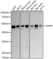 AAMP Rabbit mAb