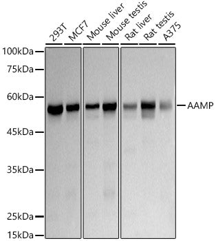 AAMP Rabbit mAb