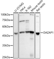 DAZAP1 Rabbit mAb