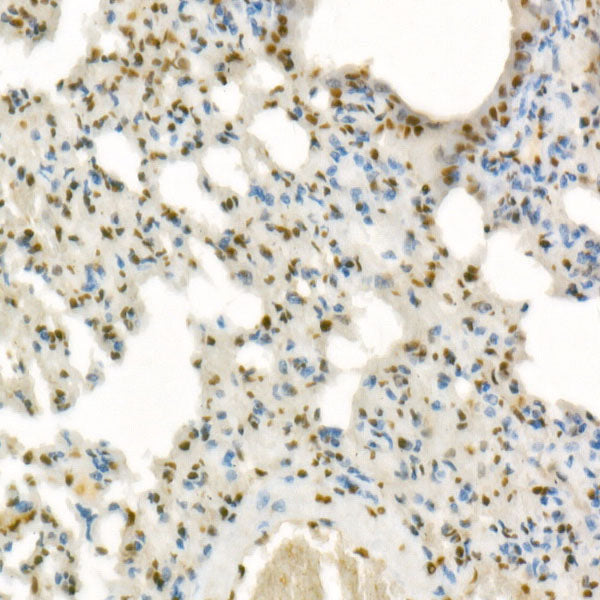 DAZAP1 Rabbit mAb
