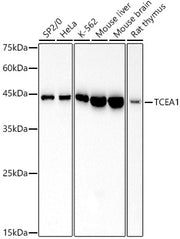 TCEA1 Rabbit mAb