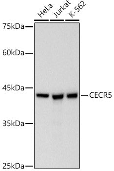 CECR5 Rabbit mAb