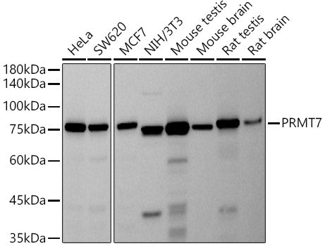 PRMT7 Rabbit mAb