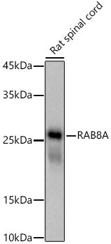 RAB8A Rabbit mAb