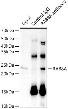 RAB8A Rabbit mAb