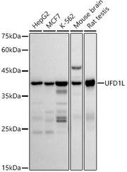 UFD1L Rabbit mAb