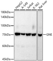 GNE Rabbit mAb