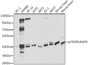 p75NTR/NGFR Rabbit pAb
