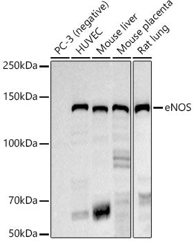 eNOS Rabbit mAb