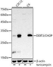 DDIT3/CHOP Rabbit mAb