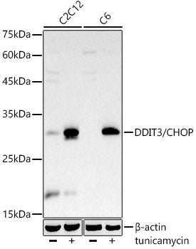 DDIT3/CHOP Rabbit mAb