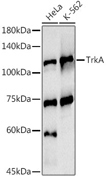 TrkA Rabbit pAb