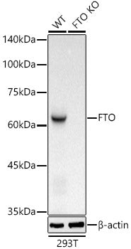 [KO Validated] FTO Rabbit mAb