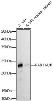 RAB11A/B Rabbit mAb