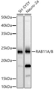 RAB11A/B Rabbit mAb