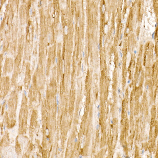 RAB11A/B Rabbit mAb