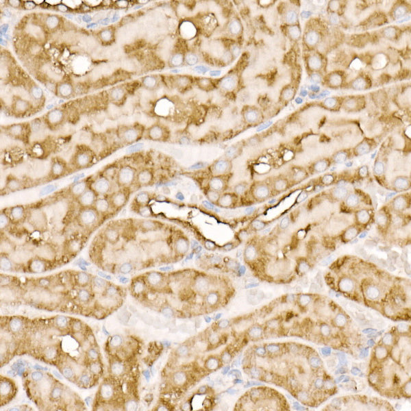RAB11A/B Rabbit mAb