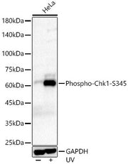 Phospho-Chk1-S345 Rabbit mAb