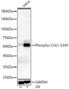 Phospho-Chk1-S345 Rabbit mAb