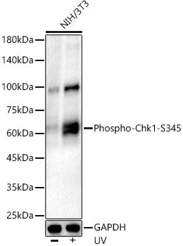 Phospho-Chk1-S345 Rabbit mAb