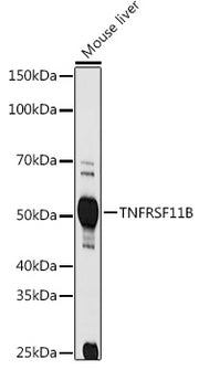 TNFRSF11B Rabbit pAb