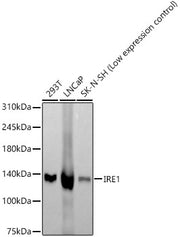 IRE1 Rabbit mAb