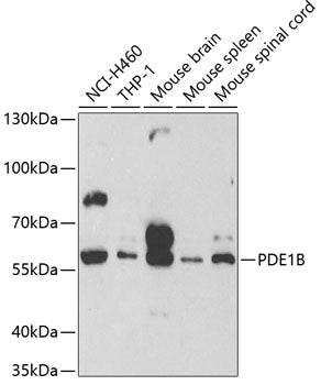 PDE1B Rabbit pAb