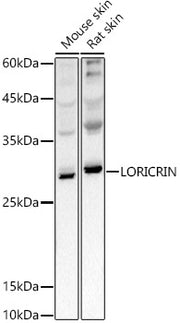 LORICRIN Rabbit pAb
