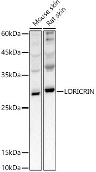 LORICRIN Rabbit pAb